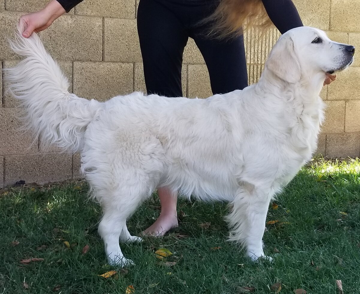 Image of an English Cream Golden Retriever